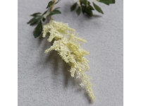 アスチルベクリーム