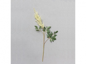 アスチルベクリーム