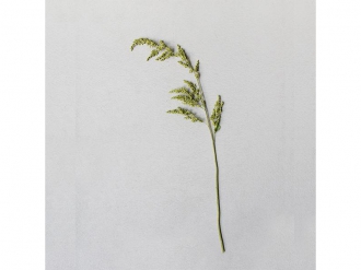 サマーウィロー