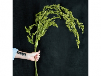 サマーウィロー