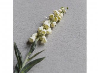 フォックスグローブ1