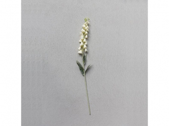 フォックスグローブ