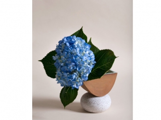 アッシュベース S レッド/ホワイト