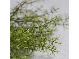 アスパラガスブッシュ1