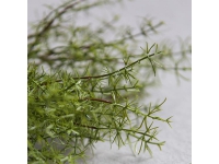 アスパラガスブッシュ