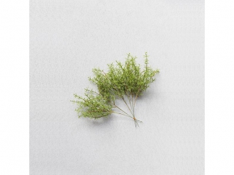 アスパラガスブッシュ